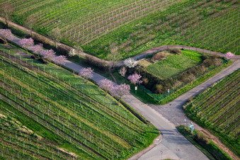 Vue aérienne de Amandiers en fleurs sur la Theresienstra à Rhodt unter Rietburg dans le département Rhénanie-Palatinat, Allemagne