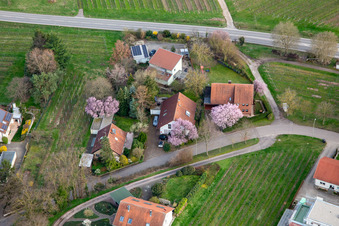 Vue aérienne de 4 immeubles résidentiels avec des arbres à fleurs roses à Oberdorfstr à Ilbesheim bei Landau dans le département Rhénanie-Palatinat, Allemagne