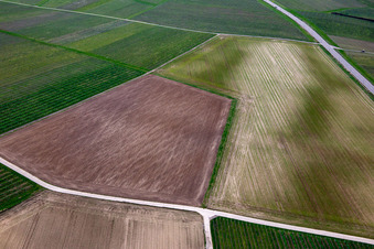 Vue aérienne de Structures de champ à le quartier Ingenheim in Billigheim-Ingenheim dans le département Rhénanie-Palatinat, Allemagne