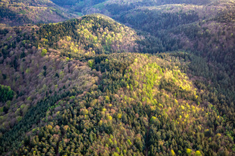 Vue aérienne de Collines de la forêt du Palatinat au printemps à Erlenbach bei Dahn dans le département Rhénanie-Palatinat, Allemagne