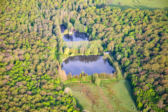 Vue aérienne de Étang dans la forêt à Vibersviller dans le département Moselle, France