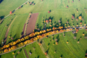Vue aérienne de Arbres d'avenue aux couleurs d'automne sur la Schluttenbacher Straße à le quartier Schöllbronn in Ettlingen dans le département Bade-Wurtemberg, Allemagne