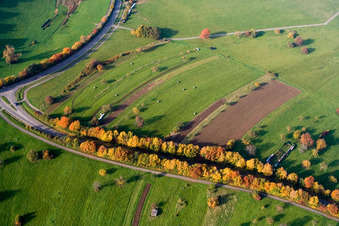 Vue aérienne de Arbres d'avenue aux couleurs d'automne sur la Schluttenbacher Straße à le quartier Schöllbronn in Ettlingen dans le département Bade-Wurtemberg, Allemagne