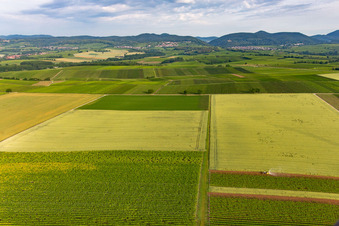 Vue aérienne de Vignes devant Klingenmünster à Klingenmünster dans le département Rhénanie-Palatinat, Allemagne