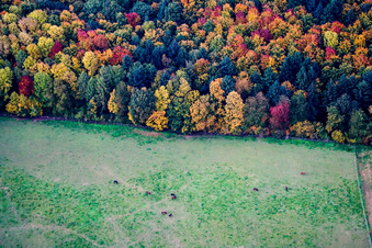 Vue aérienne de Zones herbeuses d'un pâturage avec un troupeau de chevaux au bord de la forêt dans des feuilles d'automne colorées à le quartier Horrenberg in Dielheim dans le département Bade-Wurtemberg, Allemagne