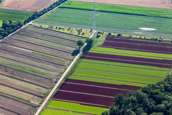 Vue aérienne de Pylône à haute tension entre des champs de laitues colorées à le quartier Niederlustadt in Lustadt dans le département Rhénanie-Palatinat, Allemagne
