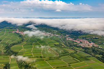Vue aérienne de Vignobles en bordure de la forêt du Palatinat couverte de nuages, entre Arzheim, Birkweiler et Ranschbach à Ranschbach dans le département Rhénanie-Palatinat, Allemagne