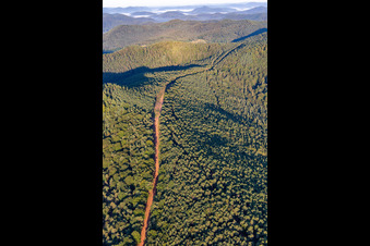 Vue aérienne de Tracé de la nouvelle construction du tronçon de 51 km du gazoduc transeuropéen de gaz naturel (TENP-I entre les Pays-Bas et la Suisse) entre Mittelbrunn et Klingenmünster à Klingenmünster dans le département Rhénanie-Palatinat, Allemagne