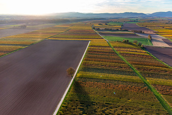 Vue aérienne de Vignobles du sud de la Wienstraße dans les feuilles d'automne à le quartier Ingenheim in Billigheim-Ingenheim dans le département Rhénanie-Palatinat, Allemagne