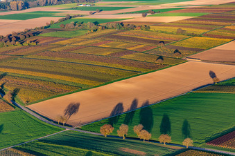 Vue aérienne de Vignobles du sud de la Wienstraße dans les feuilles d'automne à le quartier Ingenheim in Billigheim-Ingenheim dans le département Rhénanie-Palatinat, Allemagne