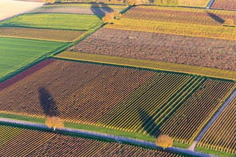 Photographie aérienne de Vignobles du sud de la Wienstraße dans les feuilles d'automne à le quartier Ingenheim in Billigheim-Ingenheim dans le département Rhénanie-Palatinat, Allemagne