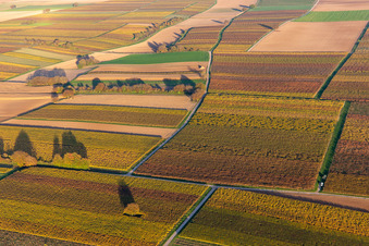 Vue aérienne de Vignobles du sud de la Wienstraße dans les feuilles d'automne à le quartier Mühlhofen in Billigheim-Ingenheim dans le département Rhénanie-Palatinat, Allemagne
