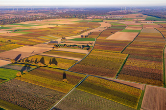 Vue aérienne de Vignobles du sud de la Wienstraße dans les feuilles d'automne à le quartier Mühlhofen in Billigheim-Ingenheim dans le département Rhénanie-Palatinat, Allemagne