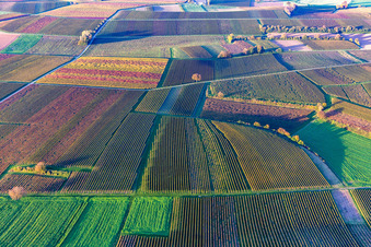 Vue oblique de Vignobles du sud de la Wienstraße dans les feuilles d'automne à le quartier Ingenheim in Billigheim-Ingenheim dans le département Rhénanie-Palatinat, Allemagne