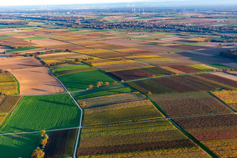 Vignobles du sud de la Wienstraße dans les feuilles d'automne à le quartier Ingenheim in Billigheim-Ingenheim dans le département Rhénanie-Palatinat, Allemagne hors des airs