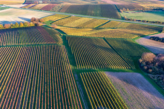 Vignobles du sud de la Wienstraße dans les feuilles d'automne à le quartier Ingenheim in Billigheim-Ingenheim dans le département Rhénanie-Palatinat, Allemagne vue d'en haut