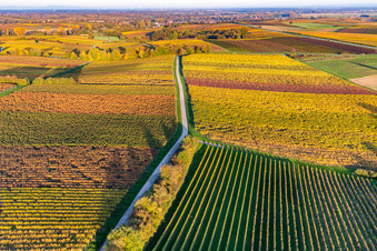 Vignobles du sud de la Wienstraße dans les feuilles d'automne à le quartier Klingen in Heuchelheim-Klingen dans le département Rhénanie-Palatinat, Allemagne hors des airs