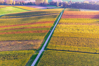 Vignobles du sud de la Wienstraße dans les feuilles d'automne à le quartier Klingen in Heuchelheim-Klingen dans le département Rhénanie-Palatinat, Allemagne vue d'en haut