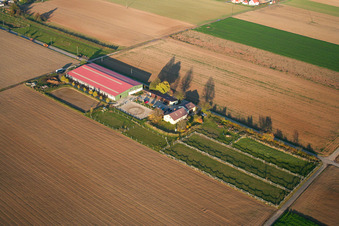 Vue aérienne de Ferme d'élevage de poulains à Steinweiler dans le département Rhénanie-Palatinat, Allemagne
