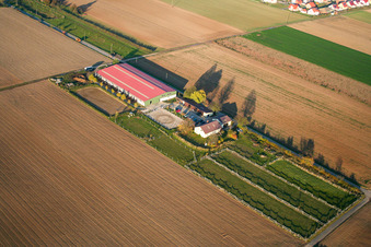 Vue aérienne de Ferme d'élevage de poulains à Steinweiler dans le département Rhénanie-Palatinat, Allemagne