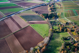 Vue aérienne de Pâturage à Rohrbach dans le département Rhénanie-Palatinat, Allemagne