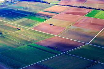 Vue aérienne de Champs et vignes en hiver à Rohrbach dans le département Rhénanie-Palatinat, Allemagne
