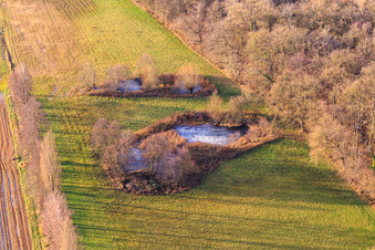 Vue aérienne de Biotope d'Altbach à le quartier Minderslachen in Kandel dans le département Rhénanie-Palatinat, Allemagne