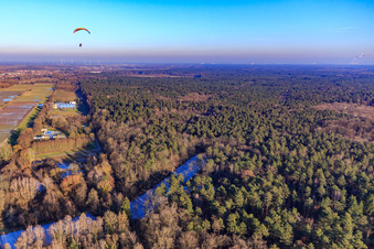 Vue aérienne de Étangs à poissons gelés au bord du Bienwald à Steinfeld dans le département Rhénanie-Palatinat, Allemagne