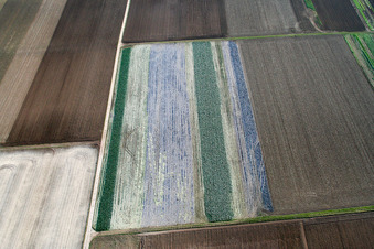 Vue aérienne de Champs de laitue à Offenbach an der Queich dans le département Rhénanie-Palatinat, Allemagne