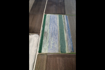 Vue aérienne de Champs de laitue à Offenbach an der Queich dans le département Rhénanie-Palatinat, Allemagne