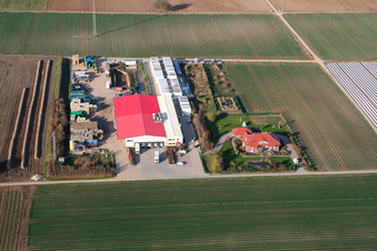 Culture de légumes - Dieter Stubenbordt à Zeiskam dans le département Rhénanie-Palatinat, Allemagne depuis l'avion