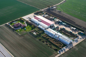 Culture de légumes - Dieter Stubenbordt à Zeiskam dans le département Rhénanie-Palatinat, Allemagne vu d'un drone