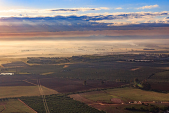 Vue aérienne de Plantations d'oliviers dans la brume matinale à Alcalá de Guadaíra dans le département Séville, Espagne