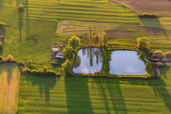 Vue aérienne de Deux étangs de pêche avec des peupliers sur la rive dans la lumière du soir à Mackwiller dans le département Bas Rhin, France