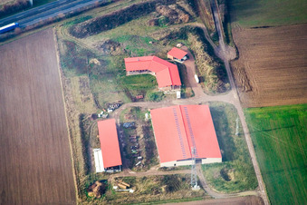 Ferme avicole et ferme d'œufs à Erlenbach bei Kandel dans le département Rhénanie-Palatinat, Allemagne depuis l'avion