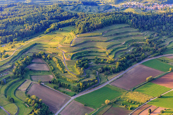 Vue aérienne de Vignobles en terrasses à Malterdingen dans le département Bade-Wurtemberg, Allemagne