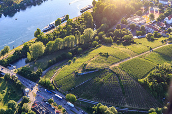 Vue aérienne de Vignoble dans la ville d'Eckartsberg à Breisach am Rhein dans le département Bade-Wurtemberg, Allemagne