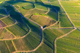 Vue aérienne de Chapelle Eichert au milieu des vignes à le quartier Jechtingen in Sasbach am Kaiserstuhl dans le département Bade-Wurtemberg, Allemagne