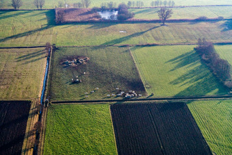 Vue aérienne de Pâturage pour vaches à Bruchbach à le quartier Schaidt in Wörth am Rhein dans le département Rhénanie-Palatinat, Allemagne