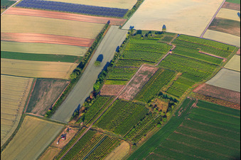 Vue aérienne de Wingertsheisel dans un petit vignoble à Ottersheim bei Landau dans le département Rhénanie-Palatinat, Allemagne