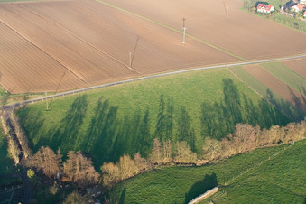 Vue aérienne de Arbre avec des ombres causées par la lumière du soleil dans un champ à Wörth am Rhein à Freckenfeld dans le département Rhénanie-Palatinat, Allemagne