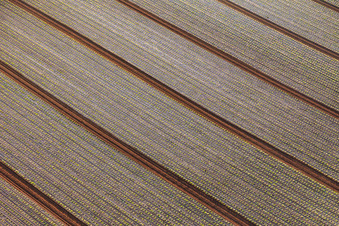 Vue aérienne de Champs avec des plants de laitue à Minfeld dans le département Rhénanie-Palatinat, Allemagne