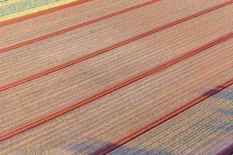 Photographie aérienne de Champs avec des plants de laitue à Minfeld dans le département Rhénanie-Palatinat, Allemagne