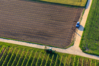 Vue aérienne de Replanter un vignoble à le quartier Ingenheim in Billigheim-Ingenheim dans le département Rhénanie-Palatinat, Allemagne