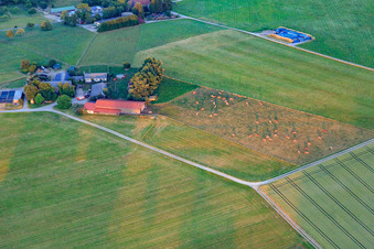 Vue aérienne de Pâturage de bétail à la ferme ovine à le quartier Lindenhof in Oberndorf am Neckar dans le département Bade-Wurtemberg, Allemagne