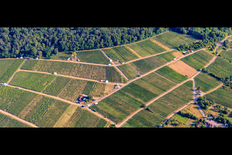 Photographie aérienne de Stands de dégustation dans le vignoble pour « Grenzenlos Wein » (Vin sans frontières). Un événement franco-allemand proposant des vins de nos vignerons et d'Alsace voisine, ainsi que des spécialités locales, surplombant le village, avec une vue magnifique sur la plaine du Rhin et la ville voisine de Wissembourg. à le quartier Schweigen in Schweigen-Rechtenbach dans le département Rhénanie-Palatinat, Allemagne
