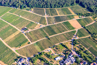 Vue oblique de Stands de dégustation dans le vignoble pour « Grenzenlos Wein » (Vin sans frontières). Un événement franco-allemand proposant des vins de nos vignerons et d'Alsace voisine, ainsi que des spécialités locales, surplombant le village, avec une vue magnifique sur la plaine du Rhin et la ville voisine de Wissembourg. à le quartier Schweigen in Schweigen-Rechtenbach dans le département Rhénanie-Palatinat, Allemagne