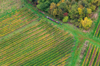 Vue aérienne de Randonnée en groupe entre forêt et vignoble à Dörrenbach dans le département Rhénanie-Palatinat, Allemagne