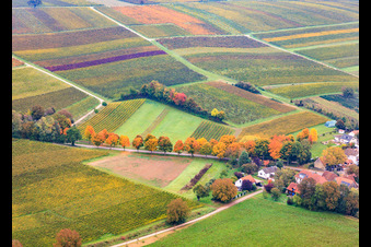Vue aérienne de Avenue aux couleurs d'automne le long de la K24 à Dierbach dans le département Rhénanie-Palatinat, Allemagne
