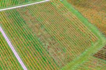 Vue aérienne de Motif de rangées de vignes à Barbelroth dans le département Rhénanie-Palatinat, Allemagne